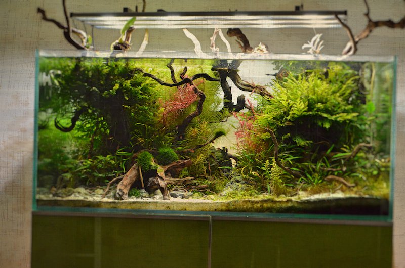 AquascapingBER's tweet photo. Was ist #Aquascaping : https://t.co/QfWfr71zUK Schaut mal rein. Es gab ein großes Update. 🐟🍃😀 https://t.co/o0HJchliQ5