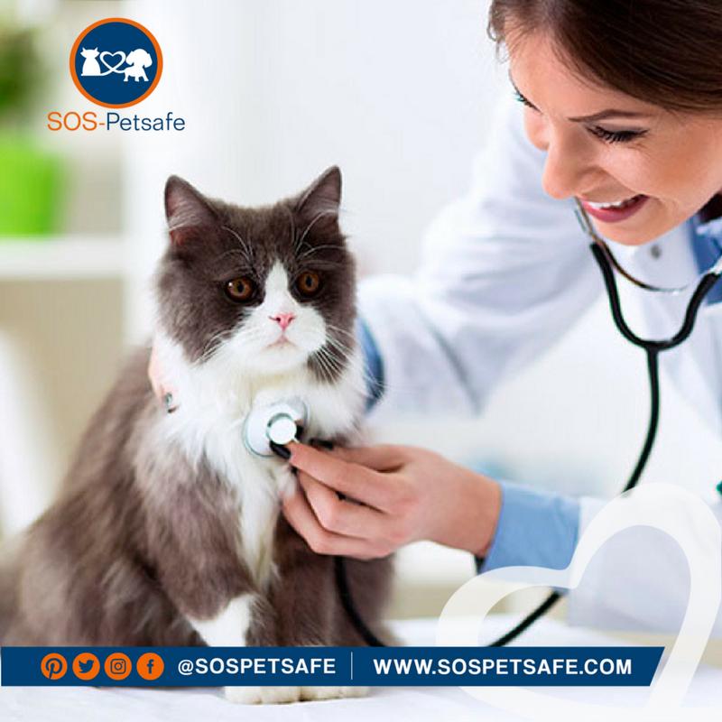 sospetsafe's tweet photo. ¿Conoces las ventajas de los servicios de #telemedicina? Con ellos no tendrás que abandonar la comodidad de tu hogar para que tus #mascotas sean atendidas. ¡Ahorra #energía y tiempo con #SOSPetsafe! https://t.co/NBDSTVfaR1
