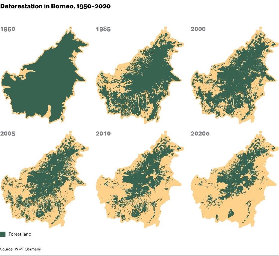 50% of Borneo's 130,000,000 Years-Old Rainforest Is Already Gone, the Rest Diligently Being Destroyed By Palm Oil

#deforestation #conservation