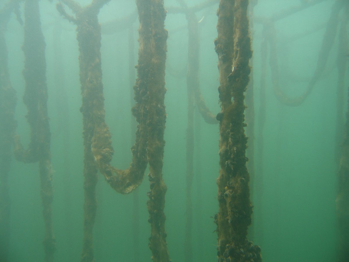 OceanTippingPts's tweet photo. Can aquaculture fit into our increasingly crowded oceans? This study suggests, the answer is yes, with room to spare: https://t.co/86UIpulQwT https://t.co/YhlX2d4s9W