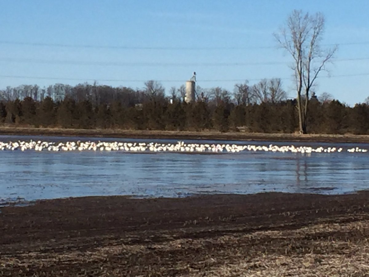 visitbluewater's tweet photo. Huge flocks of Tundra Swans at corner of Babylon &amp; Staffa and another at Babylon &amp; Kippen https://t.co/NIdtym1fg8