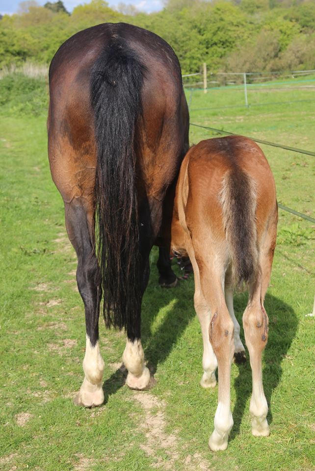 EquiMindShows's tweet photo. We are so proud of our #EquiMind #Winners enter one of our Equine Online Competitions today for a chance to be a March Winner! #horse #WinnerAtEquiMind #Competitions #equinephotography #dressagehorse #dressage #dressagequeen #horsesoftwitter #horseback #horsehour #Equimind https://t.co/JYbWfs7iSN