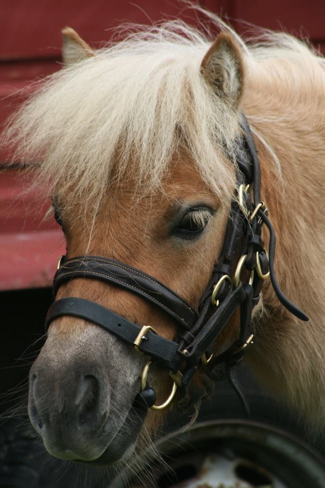 EquiMindShows's tweet photo. We are so proud of our #EquiMind #Winners enter one of our Equine Online Competitions today for a chance to be a March Winner! #horse #WinnerAtEquiMind #Competitions #equinephotography #dressagehorse #dressage #dressagequeen #horsesoftwitter #horseback #horsehour #Equimind https://t.co/JYbWfs7iSN