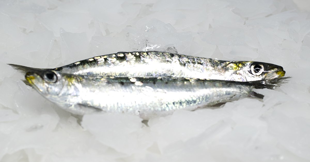 marendins1985's tweet image. Què és el peix blau o gras? És el peix que té més de 5% de matèria grassa. El seu consum amb espines és una  gran font de calci 😉. Quan es presenten com a semiconserva la més popular és l’anxova #marendins #peixblau #tipsmarendins