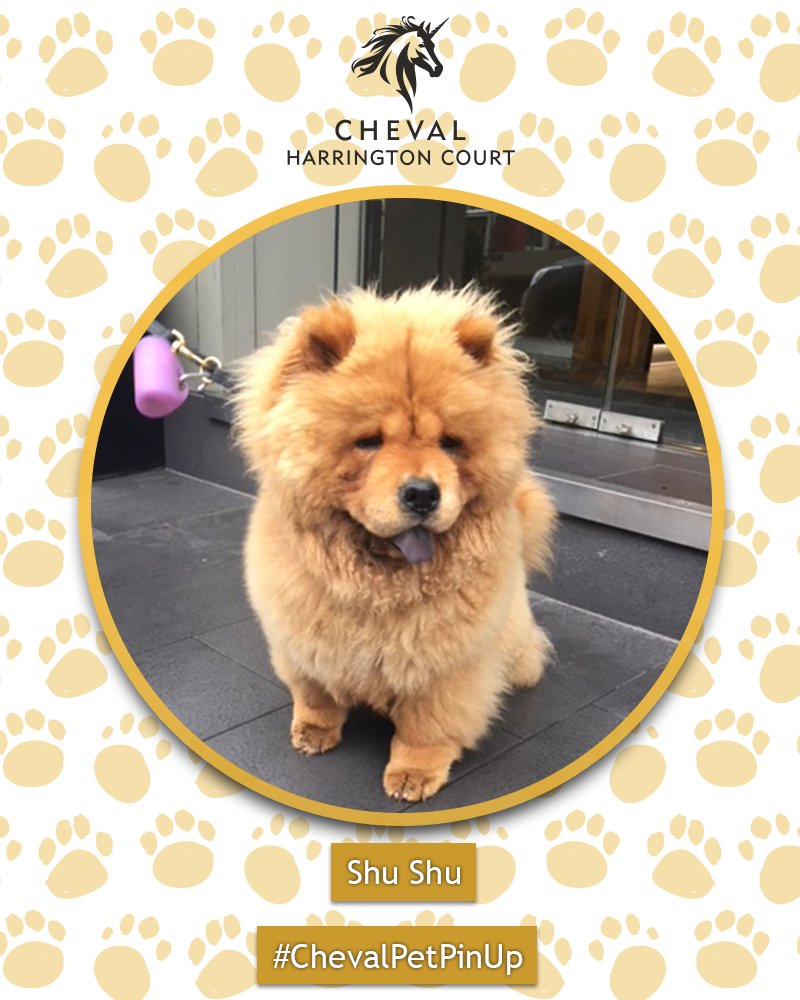 Cheval_Global's tweet photo. We cannot take our eyes of this absolute cutie πβ¦ meet Shu Shu currently staying at #ChevalHarringtonCourt, who is our gorgeous #ChevalPetPinUp for #March β¦. We cannot get enough of the fluffiness!!! #chevalresidences #petfriendly #LuxuryTravel #cutedog #mondaymotivation https://t.co/pt3EuuYOmj