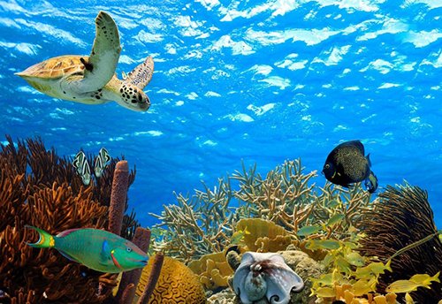 Imtra_Corp's tweet photo. Looking to get away during this chilly time of year Bonaire is an underwater wonderland. @sailmagazine tells more > https://t.co/gPjBRHaySN
#sailing #sailmagazine #cruising #boats #onthewater #warmweather #cruise #Caribbean #islands #vacation #scuba #underwater #ocean #wonderland https://t.co/Z31MCUxG0W