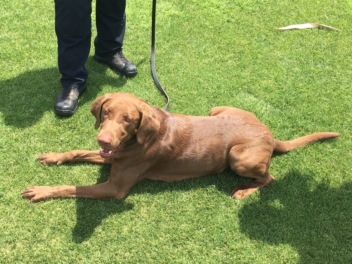 K9Trigger's tweet photo. If a Labrador is a breed of dog considered to be a “bird dog,” then explain why Toby can’t tweet?

❓❓❓

https://t.co/z9jsRQGzQe 

Trigger 3, Toby zero. 

#VoteTrigger https://t.co/yzV24CGA9X