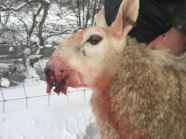 NFUStweets's tweet photo. There was another sheep worrying incident over the weekend, this time near Jedburgh. A dog was loose in a field full of in-lamb ewes. Two ewes were attacked and have had to have their faces stitched up by the vet. This is a serious problem and continues to occur. https://t.co/vlXDf7dTnP