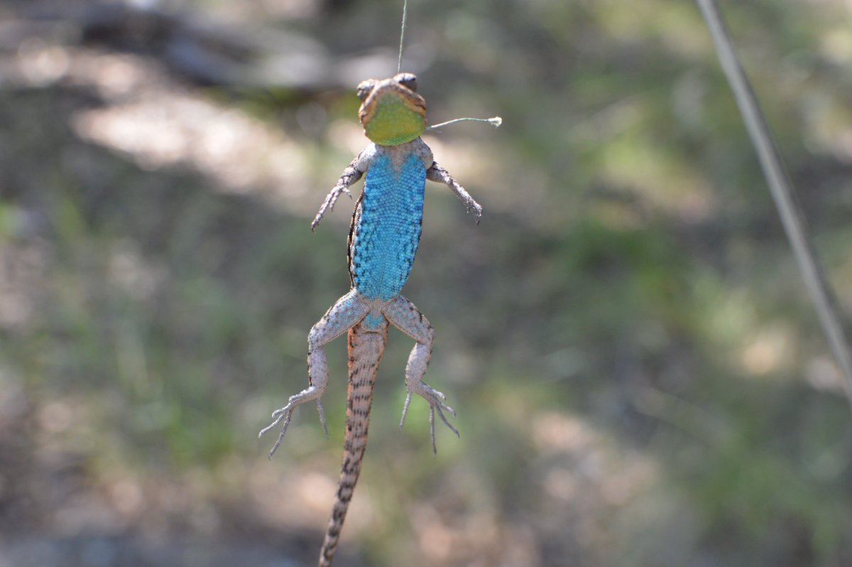 swrsamnh's tweet photo. Gotcha! Our cook Mark Cooper took a break from smoking brisket to photograph this ornate tree lizard (Urosaurus ornatus). #lizard #reptile #herpetology #fieldstation https://t.co/lfRkbANrLF