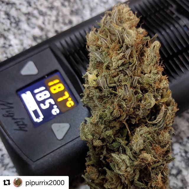 #Repost @pipurrix2000 
Un poquito de 98cookies para terminar el dia. 🌌

#chile #autocultivo #420seeds #98cookies #pre98bubba #girlscoutcookies #mighty #bestofbreed #cookiesorbetter ift.tt/2I7aNnh