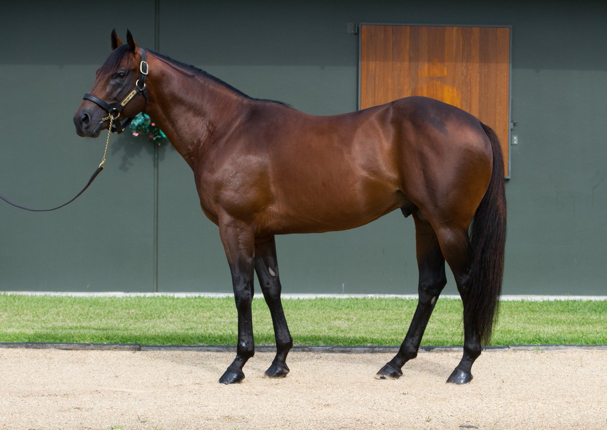 rpbloodstock's tweet photo. First northern hemisphere mare in foal for shuttler Spill The Beans >>> https://t.co/nHY5RZFxPP https://t.co/SOffIgZzQK