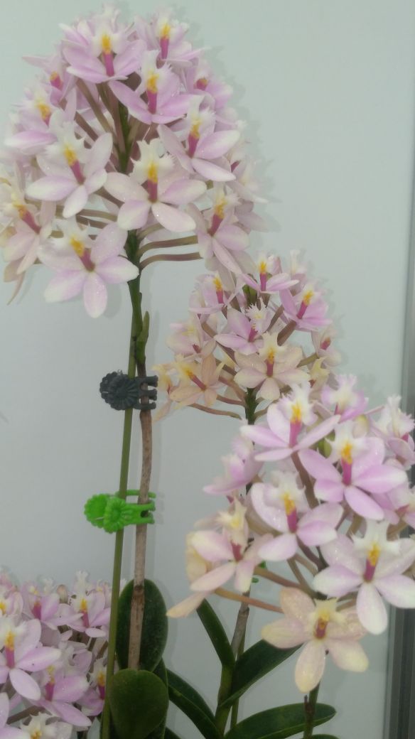Ornamental Growers Group, presente en la primera feria de nuevas variedades de orquídeas de Taiwan