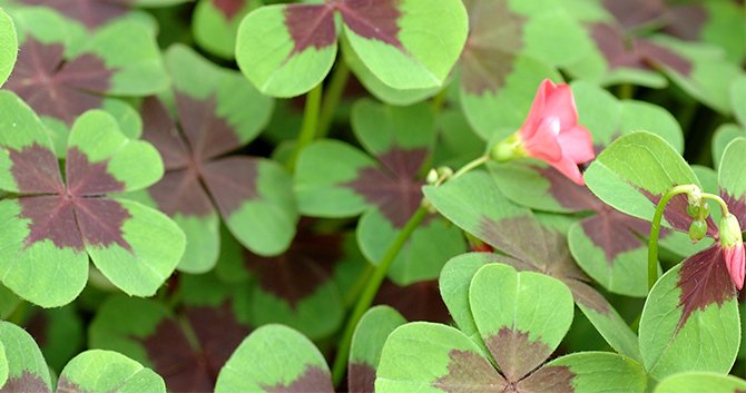 bloomiq's tweet photo. #Shamrocks are low maintenance plants and are generally trouble-free. #plantchat #bloomiqtips https://t.co/RZmh03PQoR https://t.co/ztk81ApfeY
