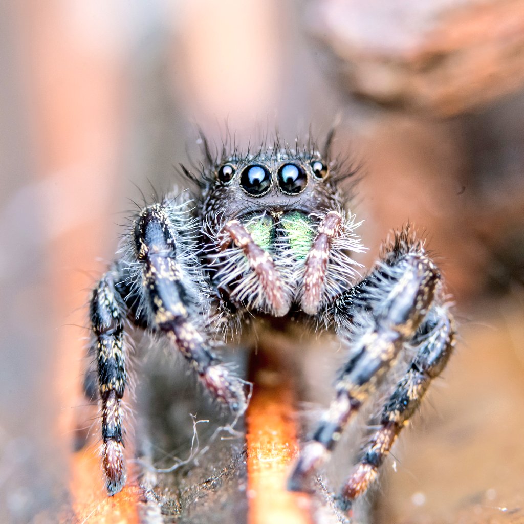 Masterpnside's tweet photo. Jumping Spider 😍
#MacroMarch #Macro #macromonday #macrophotography  #jumpingspider #spider #spiders https://t.co/TG5FLtDNtY