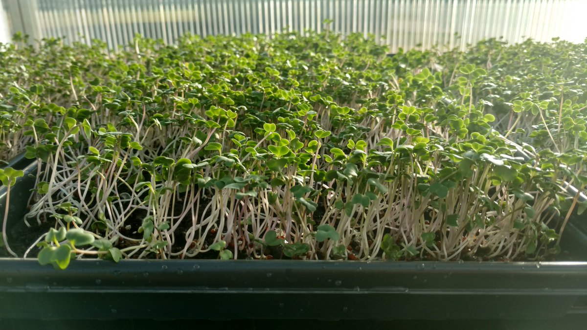 As of today, our Mighty Microgreens are now on sale at Shalmir's Comfrey Corner!! Very excited to start this partnership! Please stop in and take a look around, and stock up on delicious and nutritious microgreens from Together We Grow!