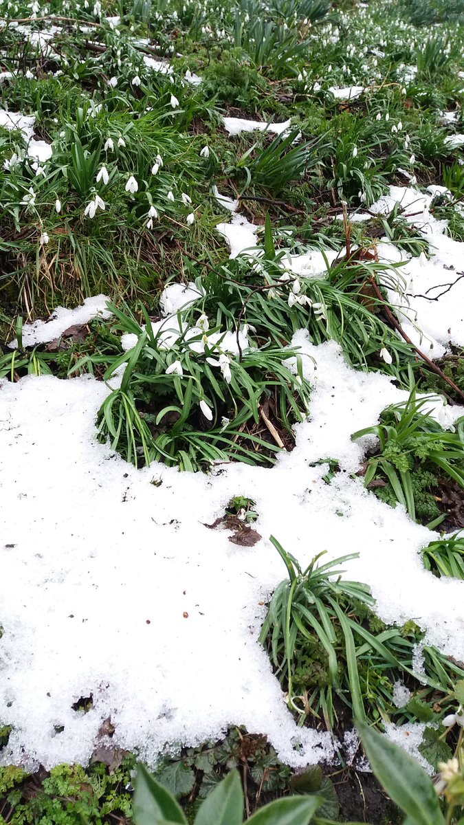 LinkUpScotland's tweet photo. As the #Edinburgh #snow melts, the pretty snowdrops return & business goes back to normal.
Excellent meeting w/ @Edinburgh_CC abt role of #PlaceBased #grassroots #CommunityDevelopment in addressing #HeathSocialCare priorities. Thank you @MaureenChild1
#LinkUpTogether https://t.co/61KeQ3H3vZ