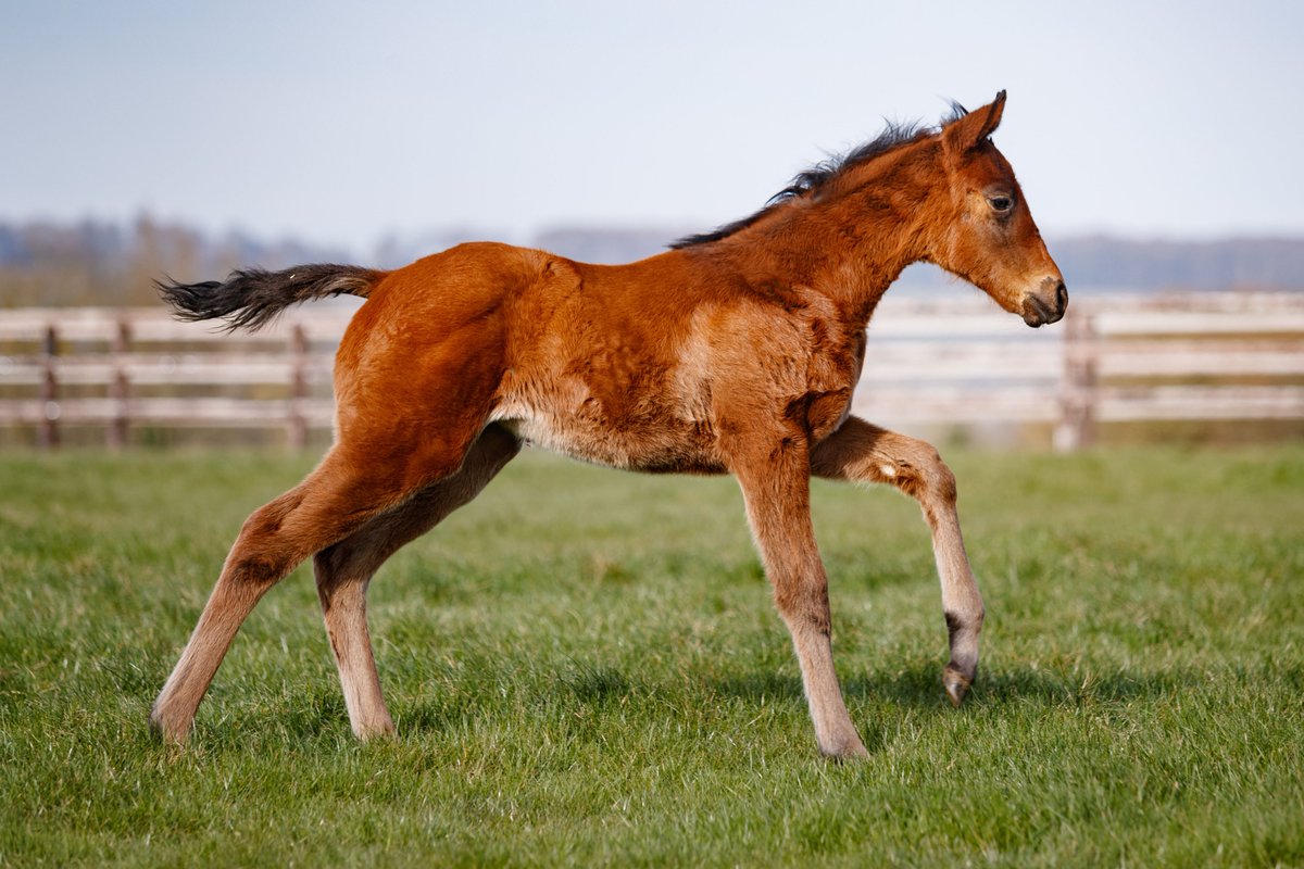 AgaKhanStuds's tweet photo. “She is an active filly who is full of quality and has good bone” said Eric Lhermite about this strong daughter of #Dariyan out of Cheg. #crackingfoals #Gr1winner #byShamardal https://t.co/lYyOP1TR7D