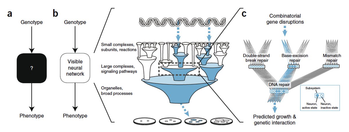 EricTopol's tweet photo. Deep learning #AI at the level of the cell https://t.co/vqg9tyKv1H @naturemethods 
opening its black box @UCSDMedSchool @UCSDJacobs https://t.co/lFTdOH5gsS