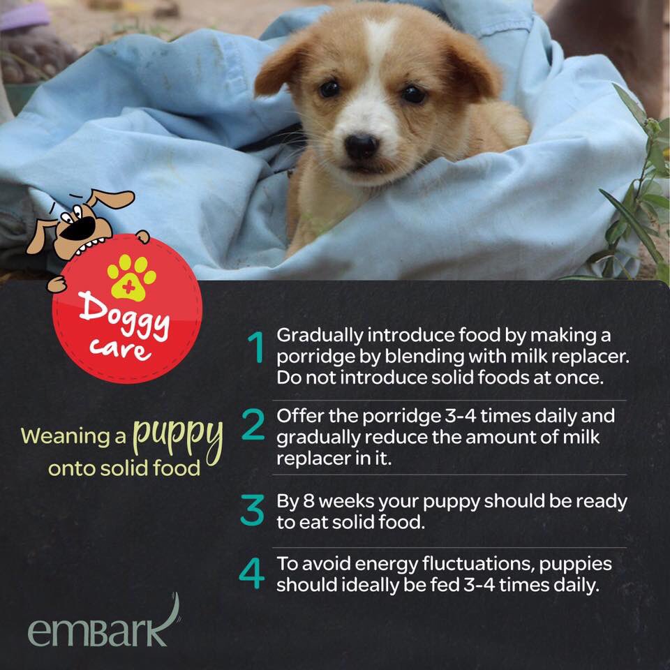 Introducing Solid Food To Puppies Carnawall Com