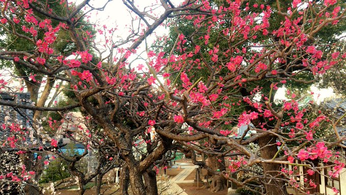 1 pic. フラッと立ち寄った神社のお花が綺麗だった。 https://t.co/XMjxQjDMyV