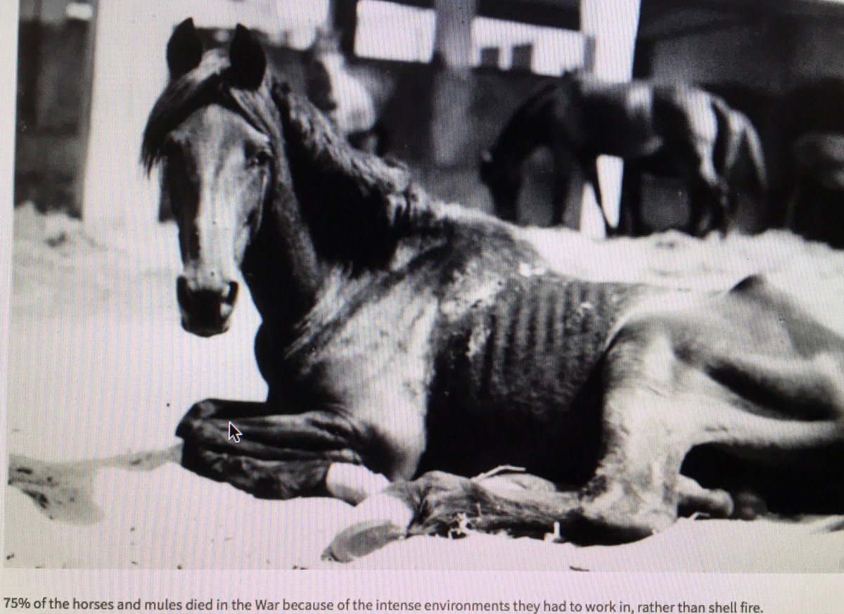 allhungup55's tweet image. Only 12% know that 8 million animals died between 1914-1918

1 million horses were #conscripted and 62000 returned.

Time to make them #Remembered2018 at;

change.org/p/www-therebut…

Please sign and share to make a difference! Photo shows mules lined up at Western heading to France