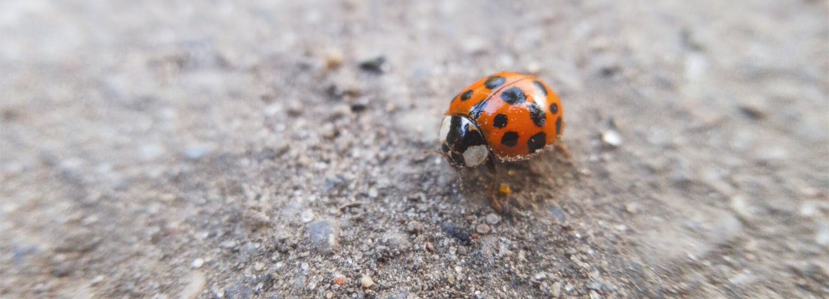 managefeedback's tweet photo. Top 17 best bug tracking tools listed for you! #BugTracking #BugTools #UX #UserExperience #WebAnalytics https://t.co/PjwCx4ym4y https://t.co/PPNpW15nya