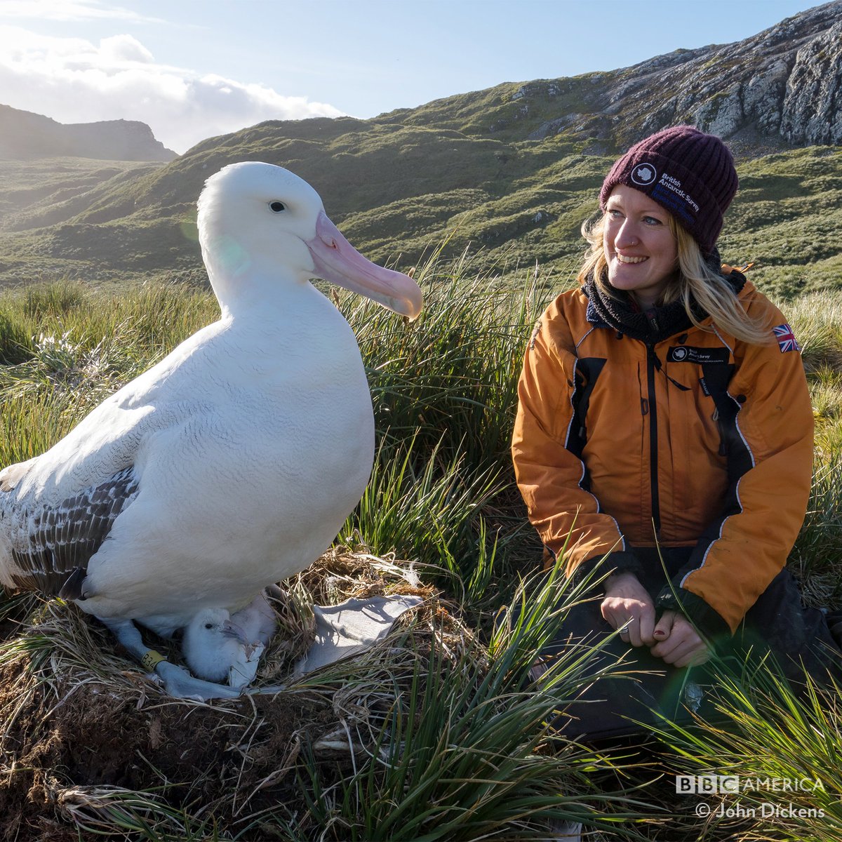 Wandering Albatross Size