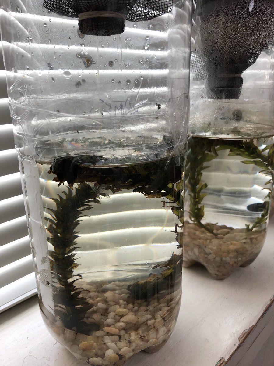 Thompson5th's tweet photo. Living organisms in our eco columns https://t.co/4o9RLWJLGe