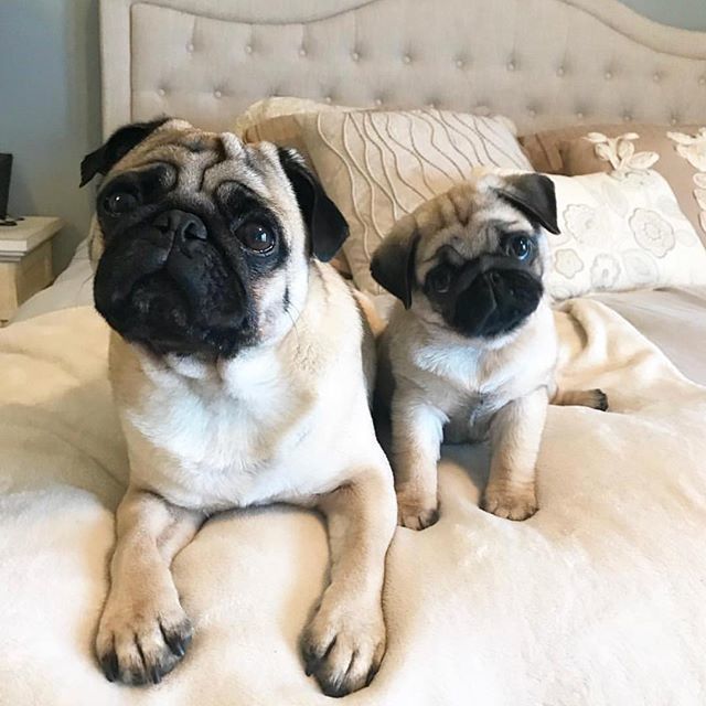 Don’t leeaaavvvvveee us 😢 @pugalicious_vinny #mondayblues #PugLife #PupBox