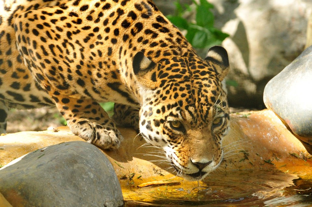 NatMoss's tweet photo. Good News for #Jaguars from the Wildlife Conservation Society: Jaguar populations have grown by nearly 8% per year at WCS sites in Latin America between 2012-2016 https://t.co/3t7Cmvbqg3 #bigcats #ProtectBigCats #WWD2018 @UNDP #conservation #wildlife #LatinAmerica @TheWCS https://t.co/Fj3mfgmbth