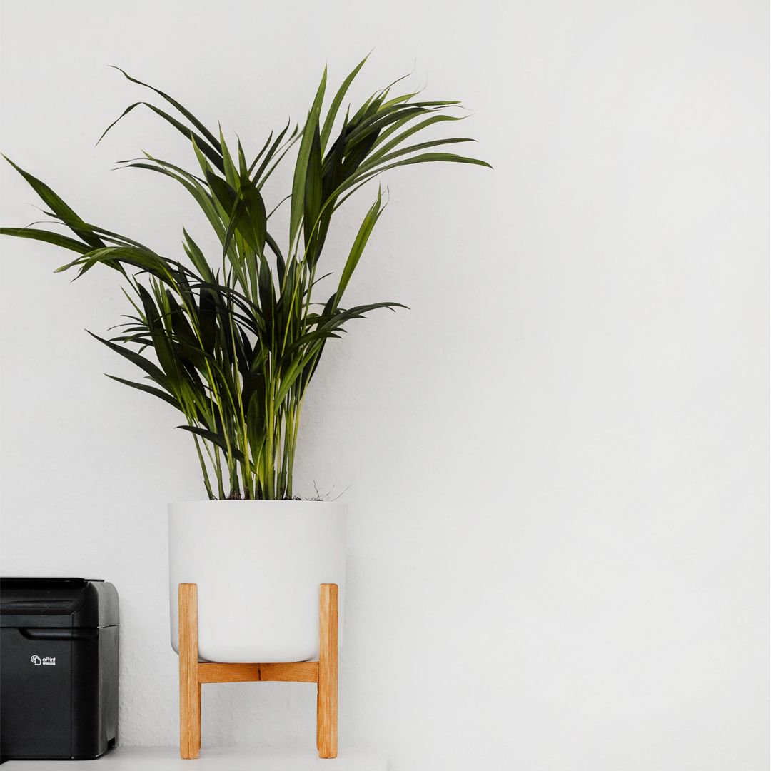 OliverRenos1's tweet photo. Plants make your home sound better. It's true. One less known benefit of plants is that it reduces noise pollution.The stems, leaves, branches, wood, and other parts absorb sound.
#plants #houseplants #indoorplants #benefitsofplants https://t.co/dZs9gxiYmZ