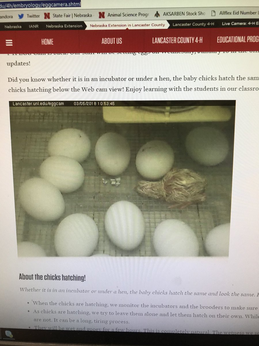 ColeMeador2's tweet photo. We have chicks hatching live through the week. @LancasterCo_4H @Nebraska4H @UNL_LancasterCo @lpssci 

https://t.co/ufFLo2V0XI https://t.co/y60d9DI8zj