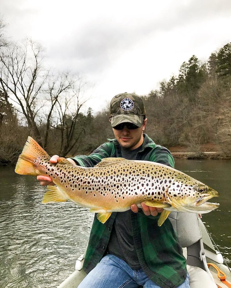 flyandstream's tweet photo. Blue Ridge Fly Fishing guide Noah with a stunner #browntrout caught in Toccoa public waters 💯

#brff #blueridgeflyfishing #flyfishing #flyfish #flyfishingjunkie #flyfishingnation #flyfishingaddict #flyfishinglife #thetugisthedrug #onthefly #tightlines #troutfishing #troutbum https://t.co/b8e4wo1mlX