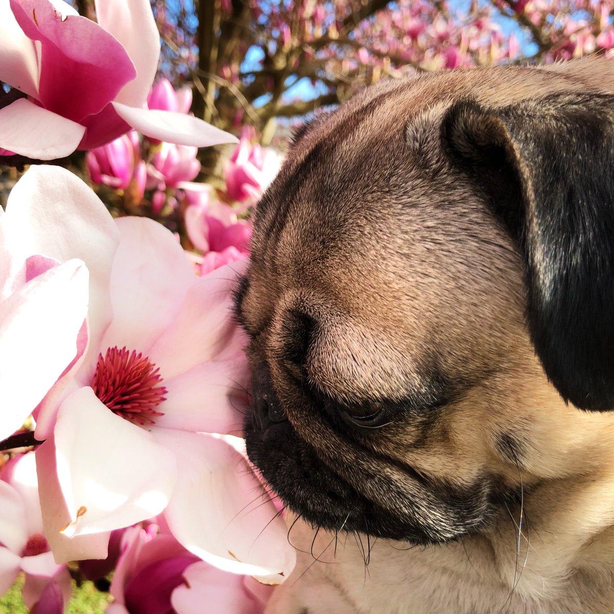 Doug The Pug tweet media