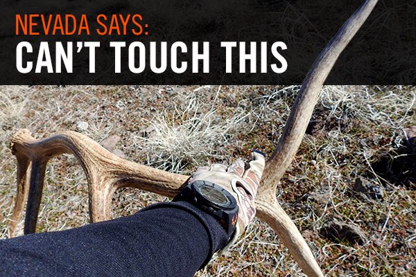 Muley Freak tweet media