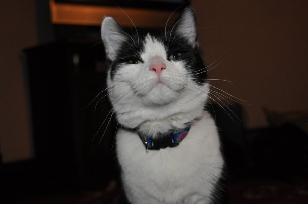 ProPetHero's tweet photo. What Meow? #cats #Ilovecats #catsrule #crazycat #catfirstaid #catCPR #petfirstaid #ProPetHero #catanddogfirstaid https://t.co/eUP3SACOq5 https://t.co/11O81xpedA