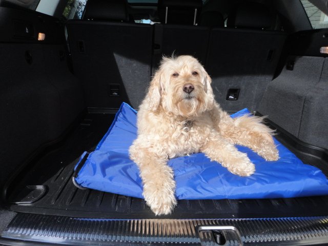 mobilewarmInc's tweet image. Pure dog glamping . . .  the MobileWarm K9 go anywhere, staywarm anytime anywhere mobile warming blanket for your best friend. #doglovers #Dog #puppylove #bestfriend #instadog #powderhound