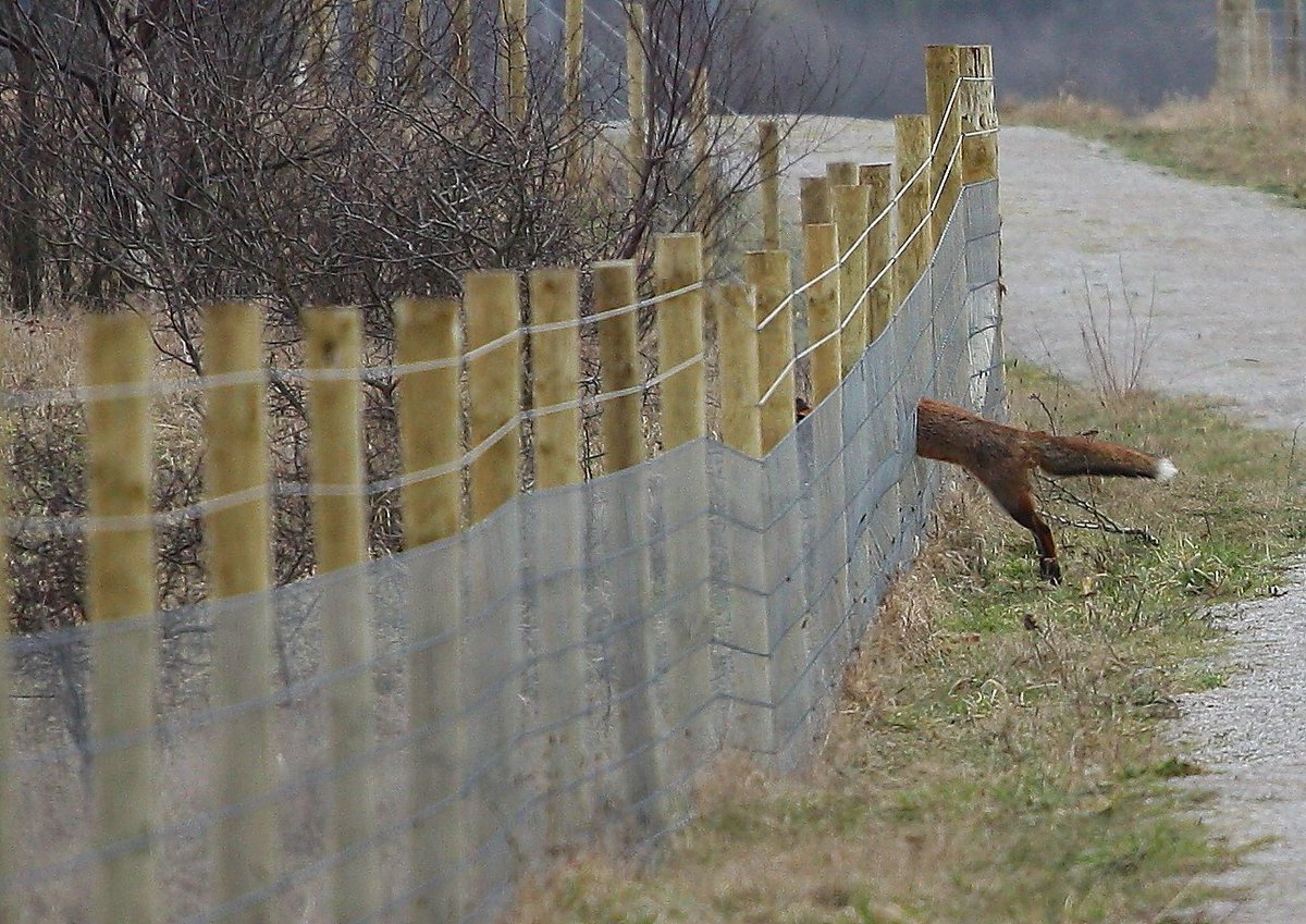 @<a href="/RSPBAireValley/">RSPB Fairburn Ings and RSPB St Aidan’s</a> Fairburn today 5-3-18