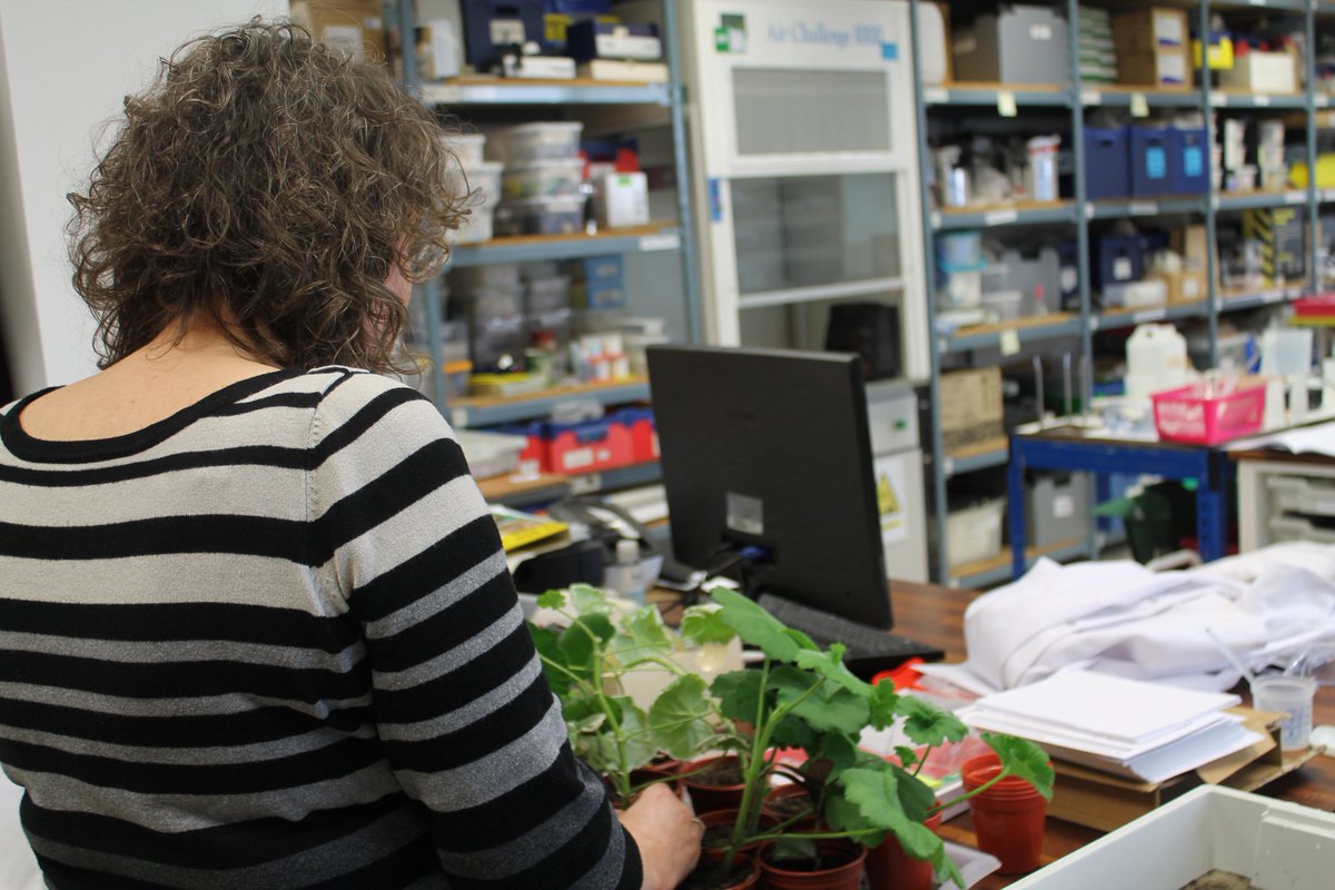 #TECHOGNITION tending geraniums in <a href="/cleapss/">CLEAPSS 🏁</a> lab