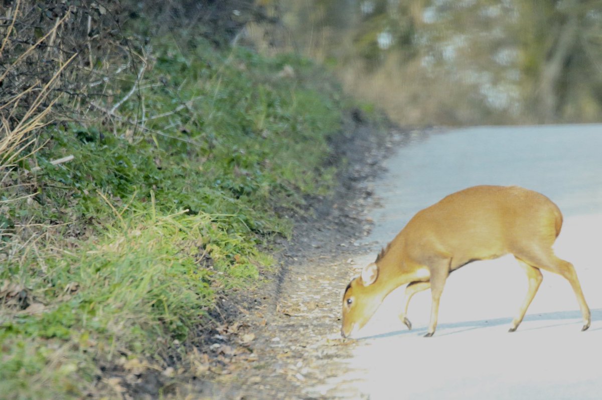 RichardnNorfolk's tweet photo. Always something to see on an afternoon stroll 😃 💕💕

#NaturePhotography #nature #northnorfolk #wildlife #wildlifephotography https://t.co/k1MybdGLas