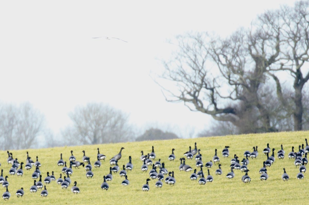 RichardnNorfolk's tweet photo. Always something to see on an afternoon stroll 😃 💕💕

#NaturePhotography #nature #northnorfolk #wildlife #wildlifephotography https://t.co/k1MybdGLas