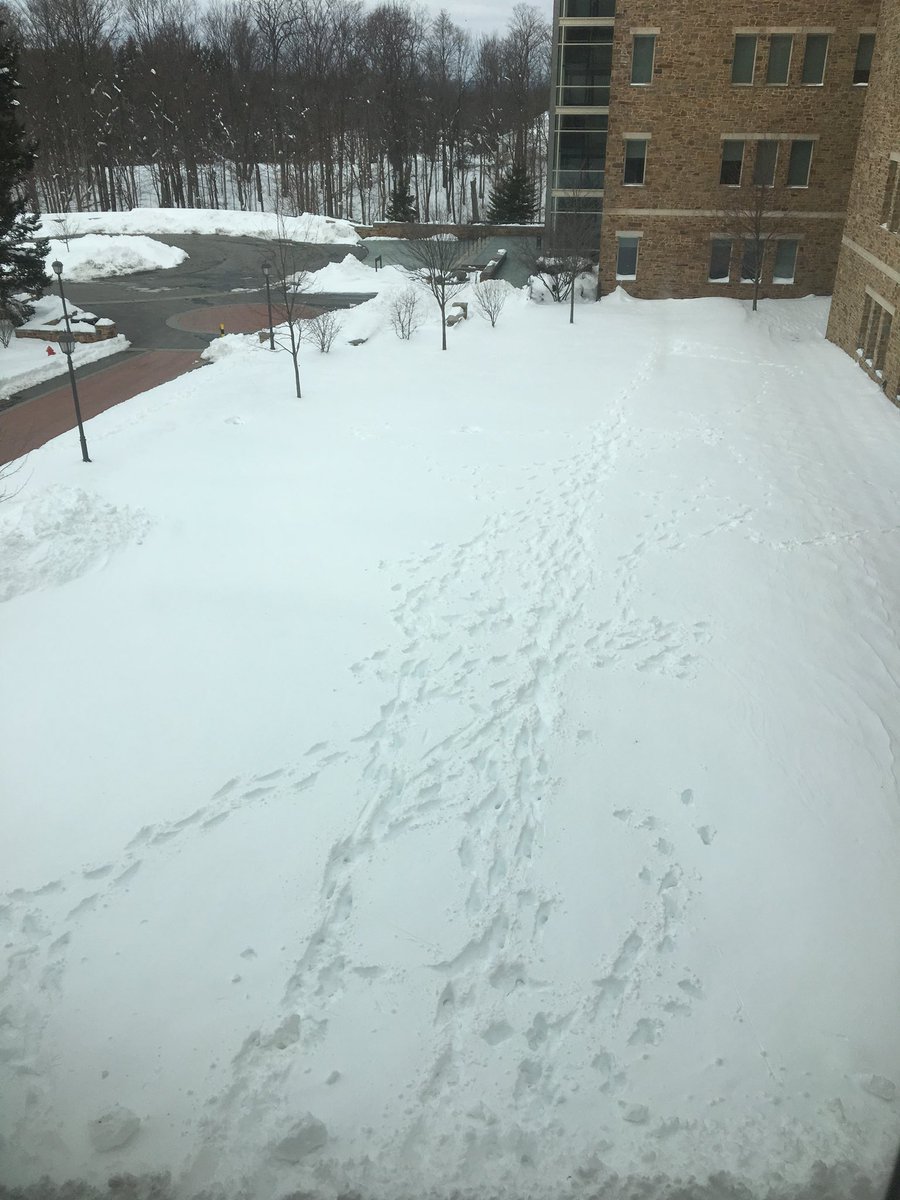cpquinn2's tweet photo. My #arch106 students threw spears at me to test how much further they could throw them with atlatls than without. My tracks in the knee deep snow show their abilities. I made it out alive, but some threw spears over 35 meters! #archaeology https://t.co/vTITjMQz8p