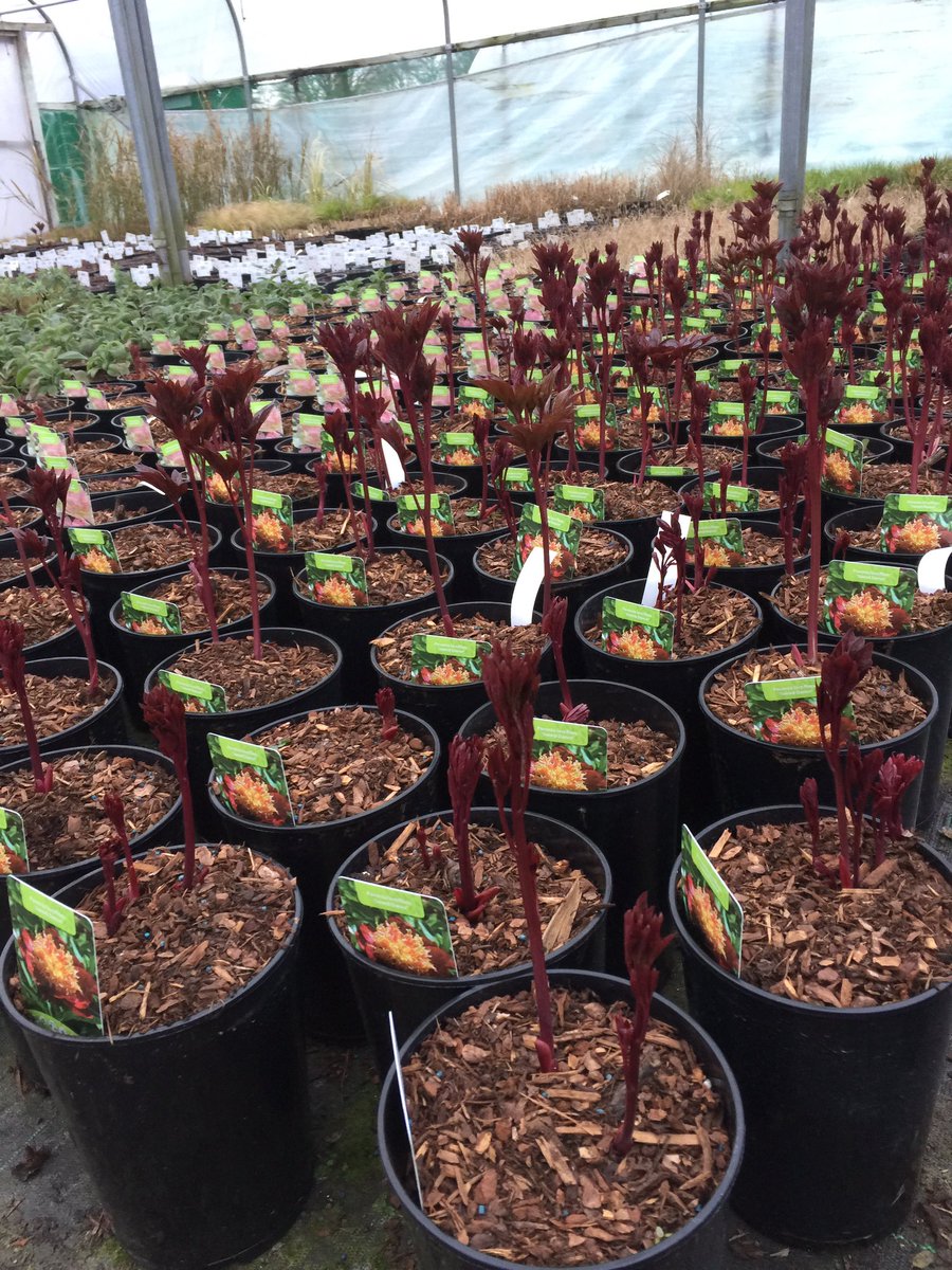 Marchants Nursery tweet media