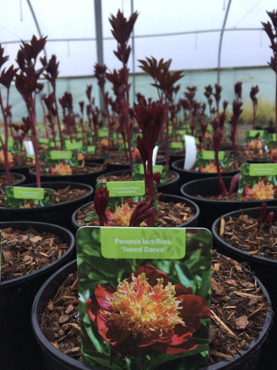 Marchants Nursery tweet media