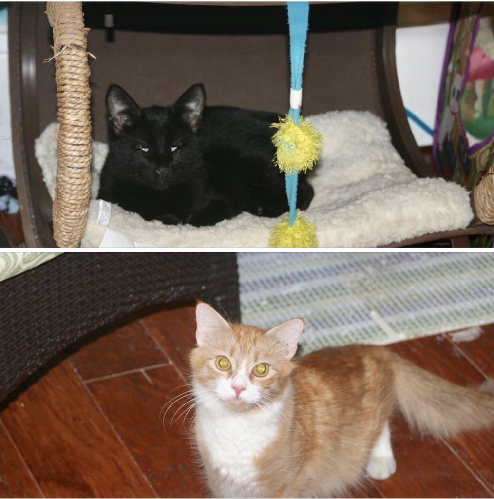 causeforpawsfl's tweet photo. Princess & Pumpkin ready & looking for homes. #AdoptDontShop #AdoptMe #Adoptable #AdoptableCats #AdoptableKittens #Rescue #CatRescue #RescueCat #RescueKitten #CatLife #CatHaven #KittenRescue #FosteringSavesLives #Foster #CatAddicts #KittenAddicts #PawLife #CatLovers #KittenLovers https://t.co/Dl0wmoDKz4