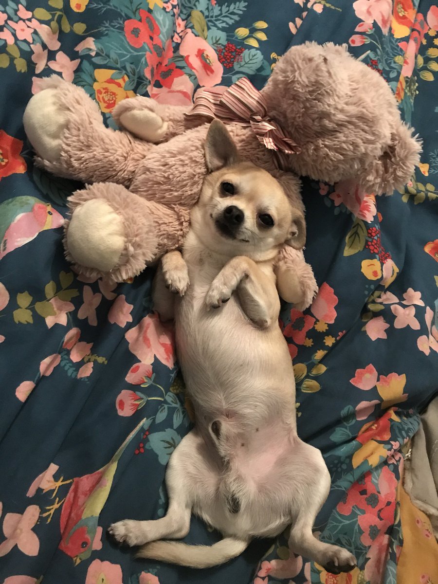 chester1904's tweet photo. Happy Monday  #MondayMotivation #Chihuahua #chihuahuasofinstagram @PaulOGradyShow @battersea_ @PogDogsITV #love #dogsoftwitter https://t.co/lR4LK5HHKo