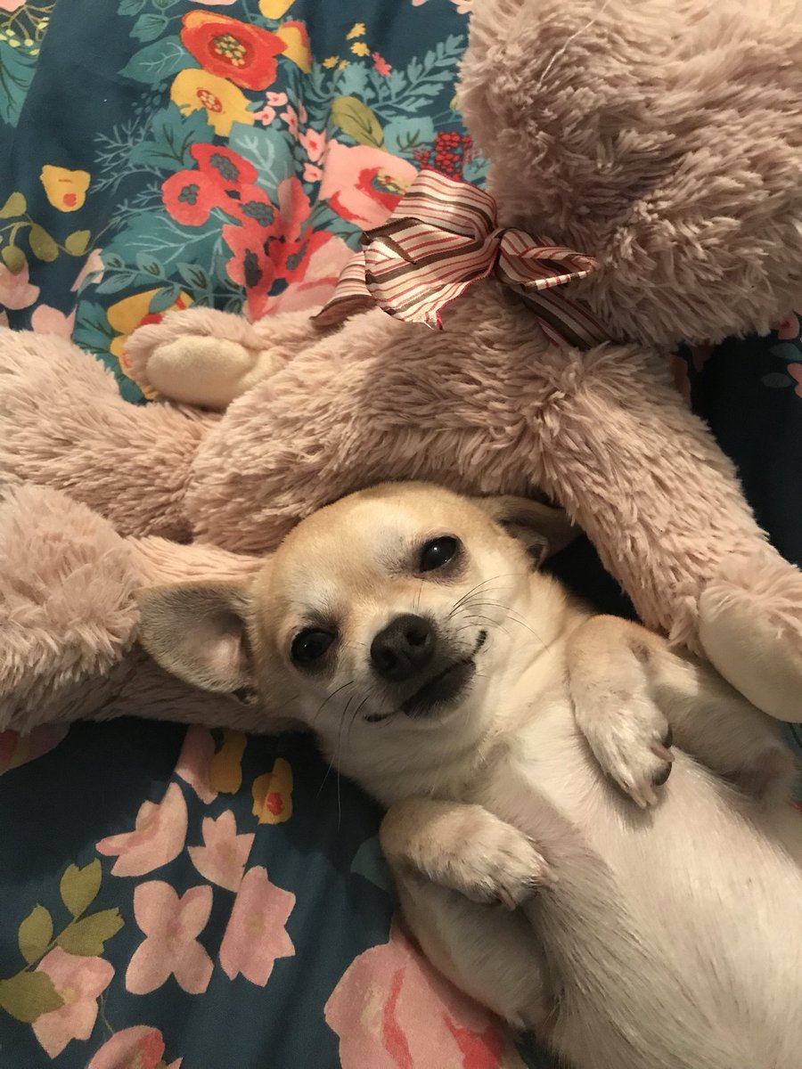 chester1904's tweet photo. Happy Monday  #MondayMotivation #Chihuahua #chihuahuasofinstagram @PaulOGradyShow @battersea_ @PogDogsITV #love #dogsoftwitter https://t.co/lR4LK5HHKo