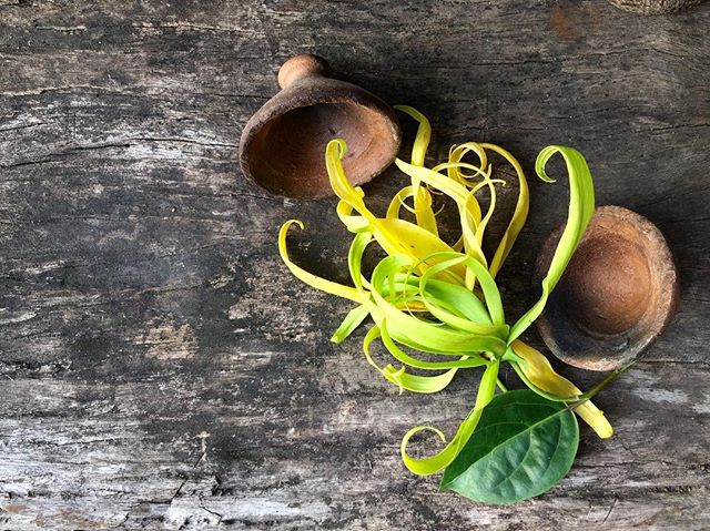 SFMassageSupply's tweet photo. I love the ylang ylang flower for its unique beauty and sweet, exotic fragrance. Its oil, known as "oil of the inner child," helps connect us to our inner joy and tap into our intuition. How do you like to diffuse your #essentialoils ?
---
 #aromatherapy #flowers #ylangylang https://t.co/CwXfjwV4BR