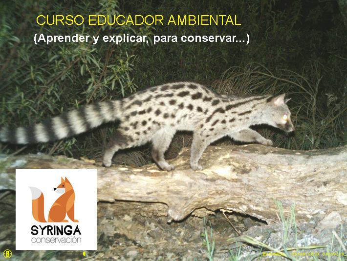 Fundamental para una Educadora Ambiental, conocer nuestra fauna autóctona para contribuir, a través de la divulgación científica, a su conservación.
Gineta (Genetta genetta), mediante técnica de fototrampeo.
Vente al curso! (syringaconservacion@gmail.com). #syringaformación