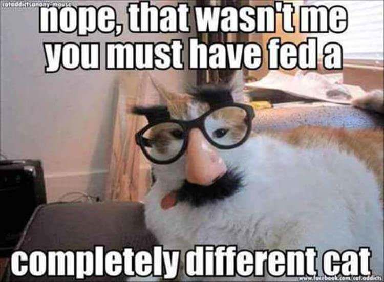 Munchkin_George's tweet photo. Monday Cat memes! Enjoy! Thanks @imgur https://t.co/Rv5YVH3FjP